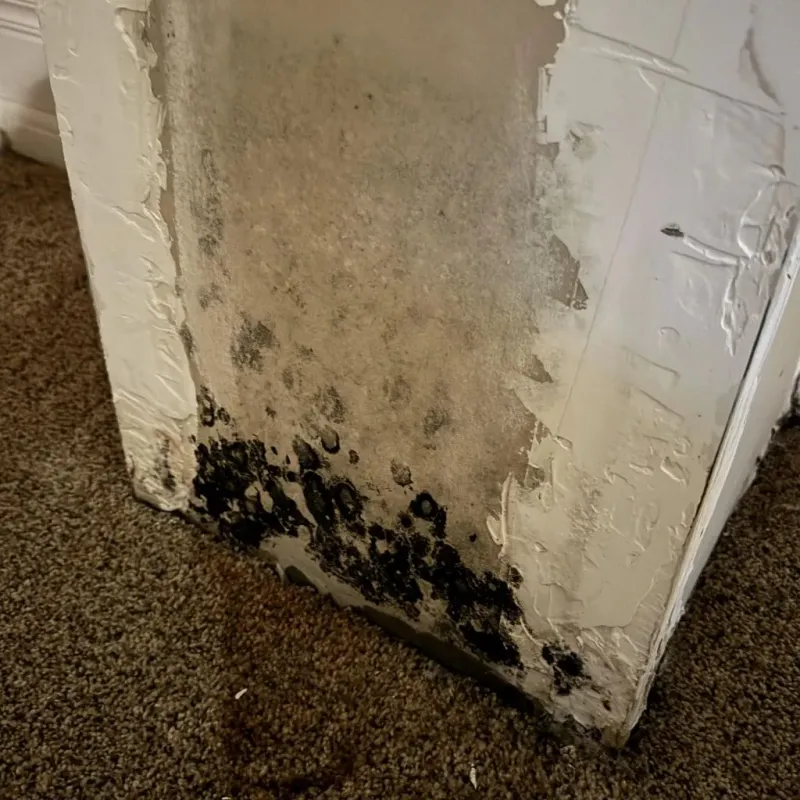 Professional Mold Removal in Blanco, TX